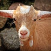goat-diseases