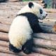 panda-diseases
