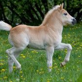 pony-diseases