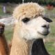 Alpaca