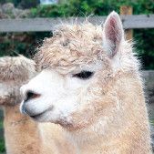 Camelid Diseases