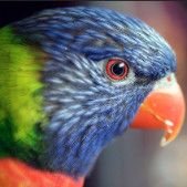 bird-disease