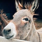 donkey-disease