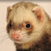 ferret-diseases