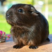 guinea-pig-diseases