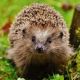 hedgehog-diseases