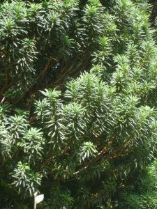 Yew - Taxus baccata